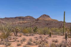 2022-04-Organ-Pipe-NM-175-Pano