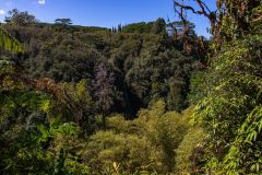 2022-03-Big-Island-Akaka-falls-04