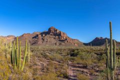 2022-04-Organ-Pipe-NM-018-Pano