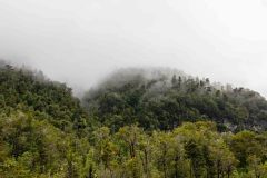 2023-04-Alerce-Andino-Nationalpark-023