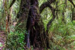 2023-04-Alerce-Andino-Nationalpark-061-Pano