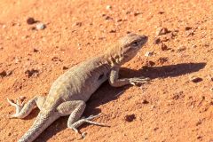 2022-05-Arches-NP-372