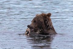 2022-08-Katmai-049