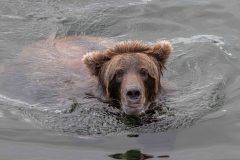 2022-08-Katmai-059