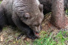 2022-08-Katmai-112