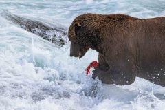 2022-08-Katmai-139