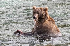 2022-08-Katmai-254