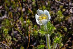 2022-07-Icefield-Parkway-148