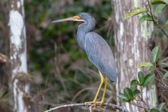 2022-11-Everglades-098