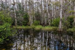 2022-11-Everglades-104