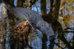 2022-11-Everglades-132