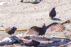 2022-10-Big-Sur-059