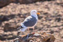 2022-10-Big-Sur-077