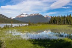 2022-07-Icefield-Parkway-126