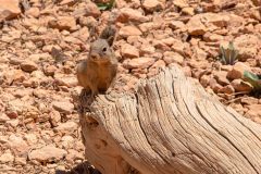 2022-05-Bryce-Canyon-NP-139