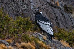 2023-02-Los-Glaciares-Calafate-020