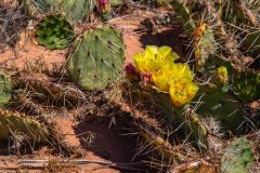 2022-05-Canyonlands-NP-The-Needles-12