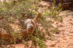 2022-05-Capitol-Reef-419