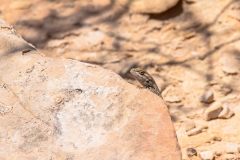 2022-05-Capitol-Reef-435