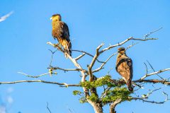 2023-01-Nahuel-Huapi-NP-095