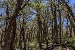 2023-01-Nahuel-Huapi-NP-214-Pano