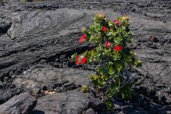 2022-03-Big-Island-Volcanos-NP-368