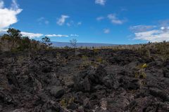 2022-03-Big-Island-Volcanos-NP-397