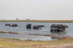 2023-10-Chobe-3-034