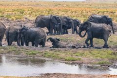 2023-10-Chobe-3-087