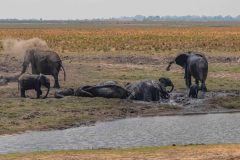 2023-10-Chobe-3-110