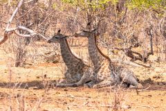 2023-10-Chobe-1-040