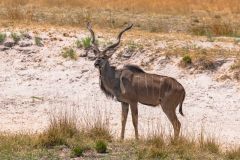 2023-10-Chobe-1-067