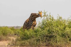 2023-10-Chobe-1-160