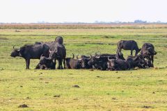 2023-10-Chobe-2-111