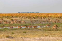 2023-10-Chobe-3-166