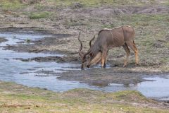 2023-10-Chobe-5-048