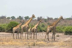 2023-10-Chobe-5-074