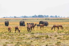 2023-10-Chobe-5-093