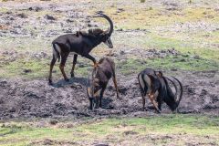 2023-10-Chobe-5-097