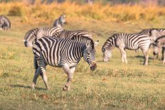 2023-10-Chobe-Namibia-039