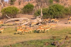 2023-10-Chobe-Namibia-089