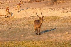 2023-10-Chobe-Namibia-207