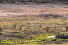 2023-10-Chobe-2-389-Pano