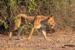 2023-10-Chobe-Namibia-284