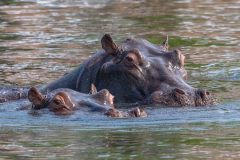 2023-10-Chobe-2-009