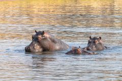 2023-10-Chobe-2-012