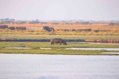 2023-10-Chobe-2-524