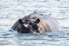 2023-10-Chobe-4-014