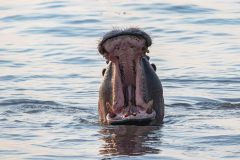 2023-10-Chobe-4-208