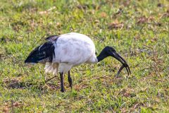 2023-10-Chobe-2-072